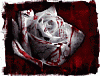 L'avatar di BloodWhiteRose