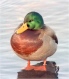 L'avatar di ]Ducky[