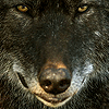 L'avatar di Badwolf